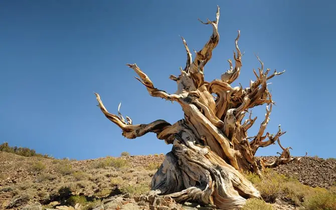 Bristlecone Çamı