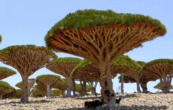 Socotra Takımadaları Neden Dünyanın Cennet Bahçesi Olarak Biliniyor?