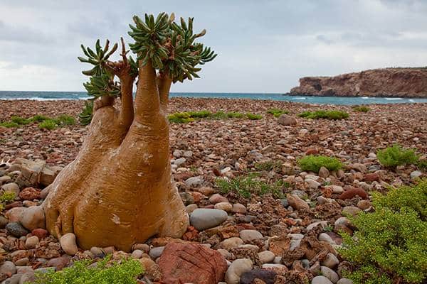 Socotra Takımadaları Neden Dünyanın Cennet Bahçesi Olarak Biliniyor?