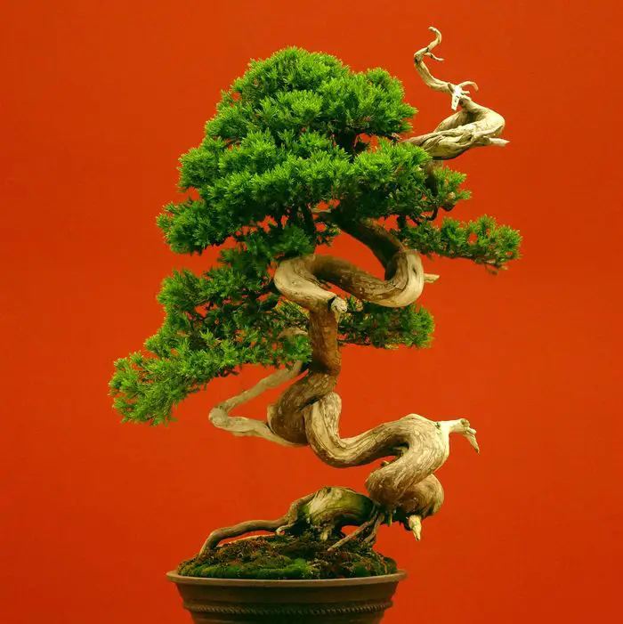 bonsai 1