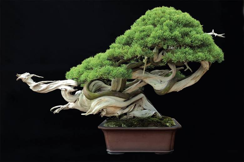 bonsai