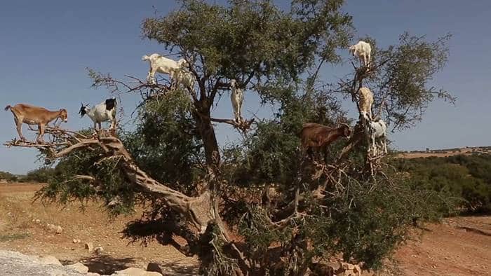 Argan Ağacı ve Fas'ın Ağaçlara Tırmanan Keçileri