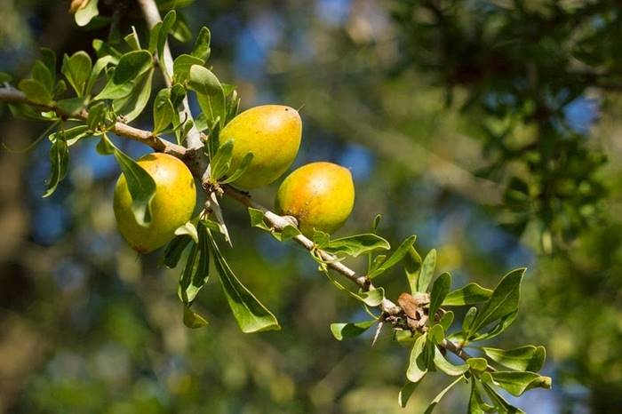 Argan Ağacı ve Fas'ın Ağaçlara Tırmanan Keçileri