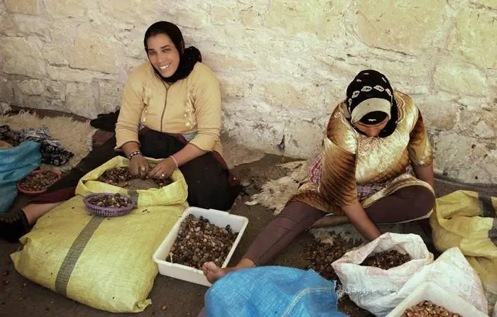 Argan Ağacı ve Fas'ın Ağaçlara Tırmanan Keçileri