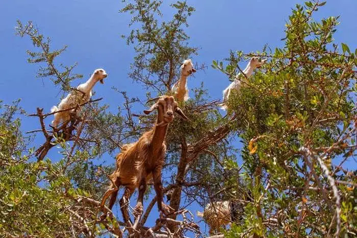 Argan Ağacı ve Fas'ın Ağaçlara Tırmanan Keçileri