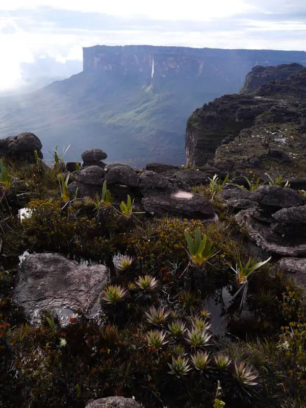 roraima plants rocks