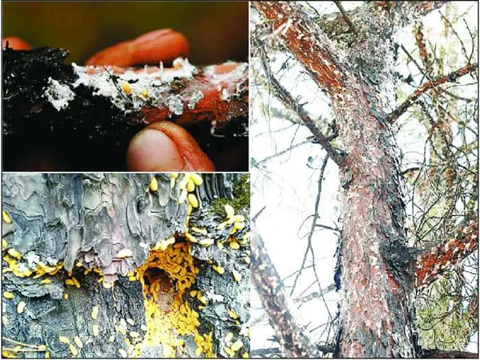 The scale insect Marchalina hellenica Hemiptera Margarodidae on pine trees a main min