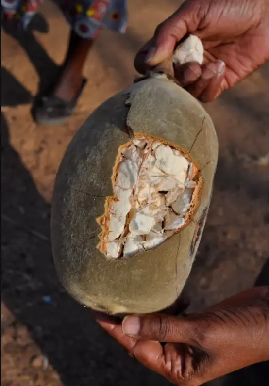 Baobab Ağaçları Neden Yaşam Ağacı Olarak da Bilinir?