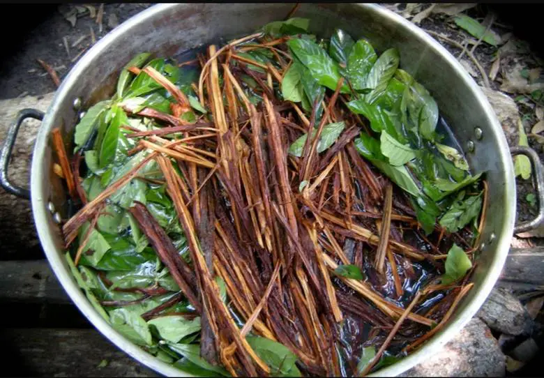 Ayahuasca Nedir?