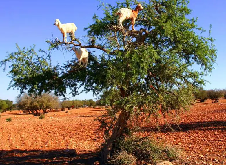 Argan Ağacı ve Fas'ın Ağaçlara Tırmanan Keçileri