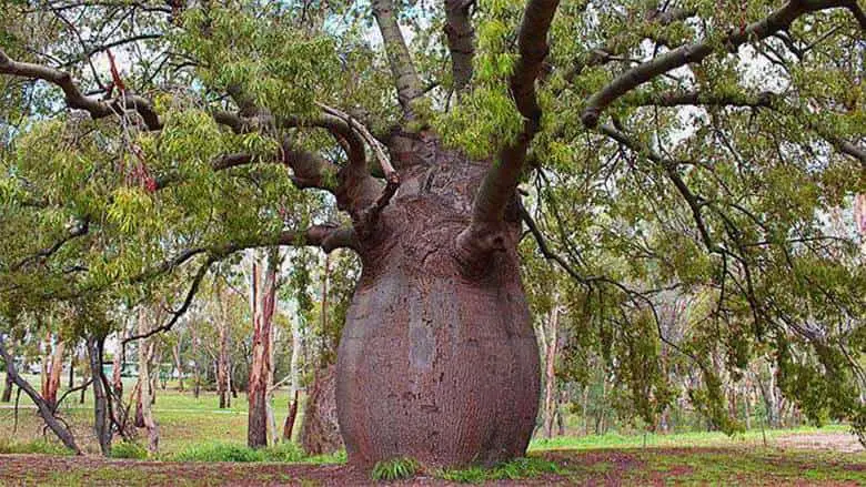 Baobab Ağaçları Neden Yaşam Ağacı Olarak da Bilinir?