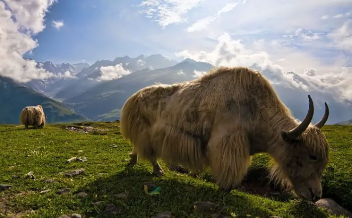 yak