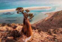 socotra