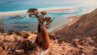 socotra