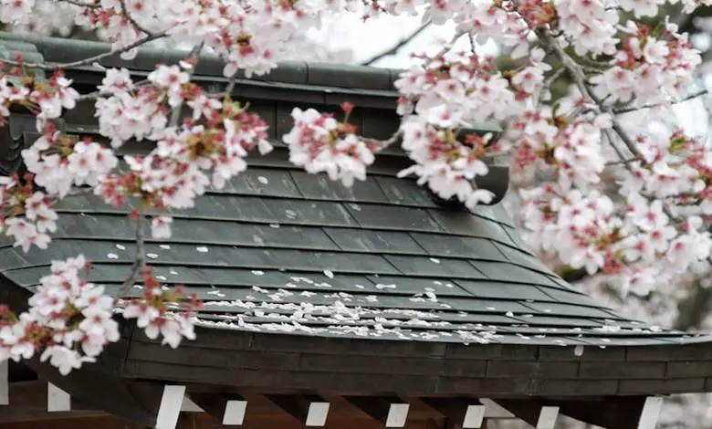 sakura kiraz çiçekleri