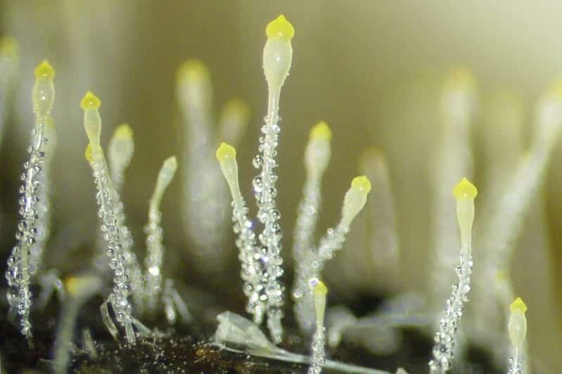 Pilobolus crystallinus