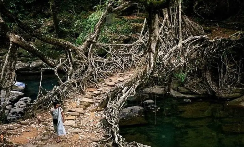 Meghalaya'nın köprüleri