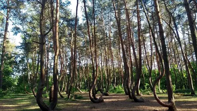 Gryfino: Polonya’da Gizemli Bir Eğri Orman