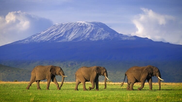Kilimanjaro Dağı Tanzanya