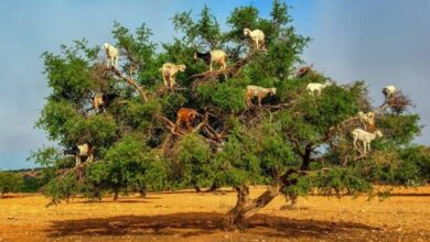 Argan Ağacı ve Fas'ın Ağaçlara Tırmanan Keçileri