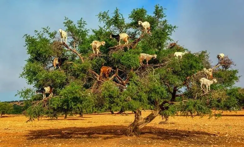Argan Ağacı ve Fas'ın Ağaçlara Tırmanan Keçileri
