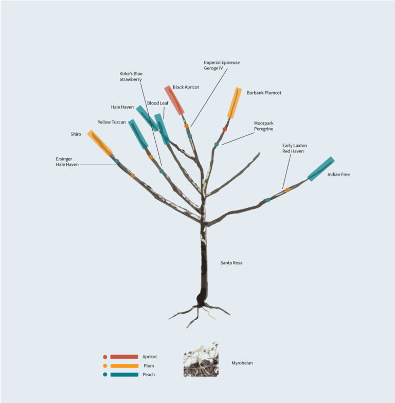 tree diagram 768x783 1
