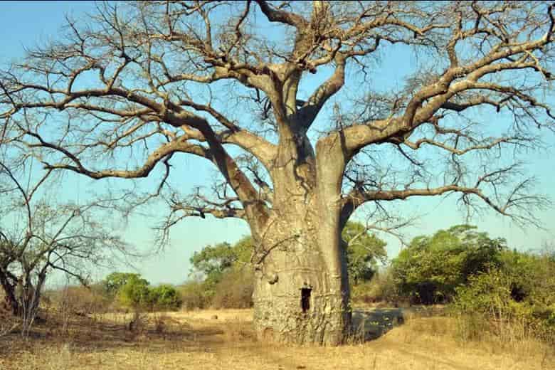 Baobab Ağaçları Neden Yaşam Ağacı Olarak da Bilinir?