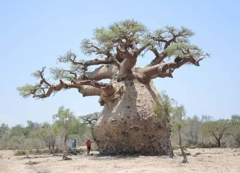baobab agaci