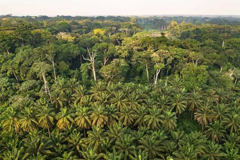 Congo palmforest min