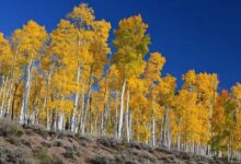 pando