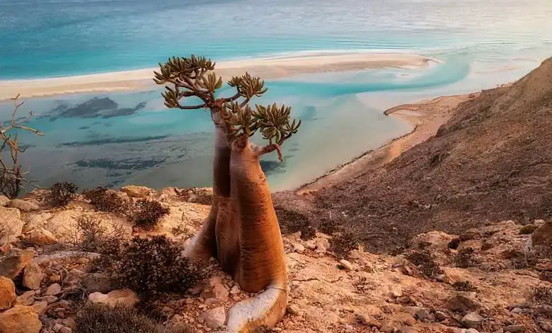 Socotra Takımadaları Neden Dünyanın Cennet Bahçesi Olarak Biliniyor?